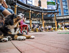 Bark At The Park Yappy Hour