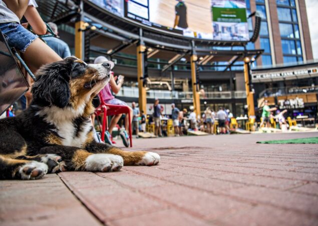 Bark At The Park Yappy Hour